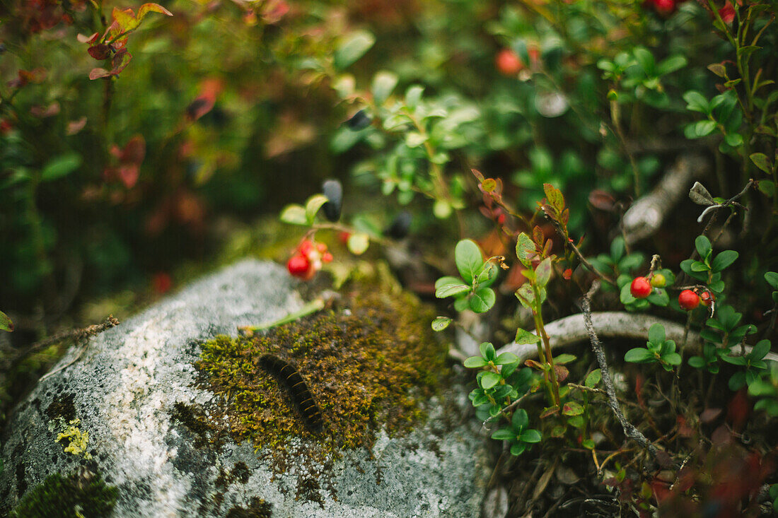 Lingonberries