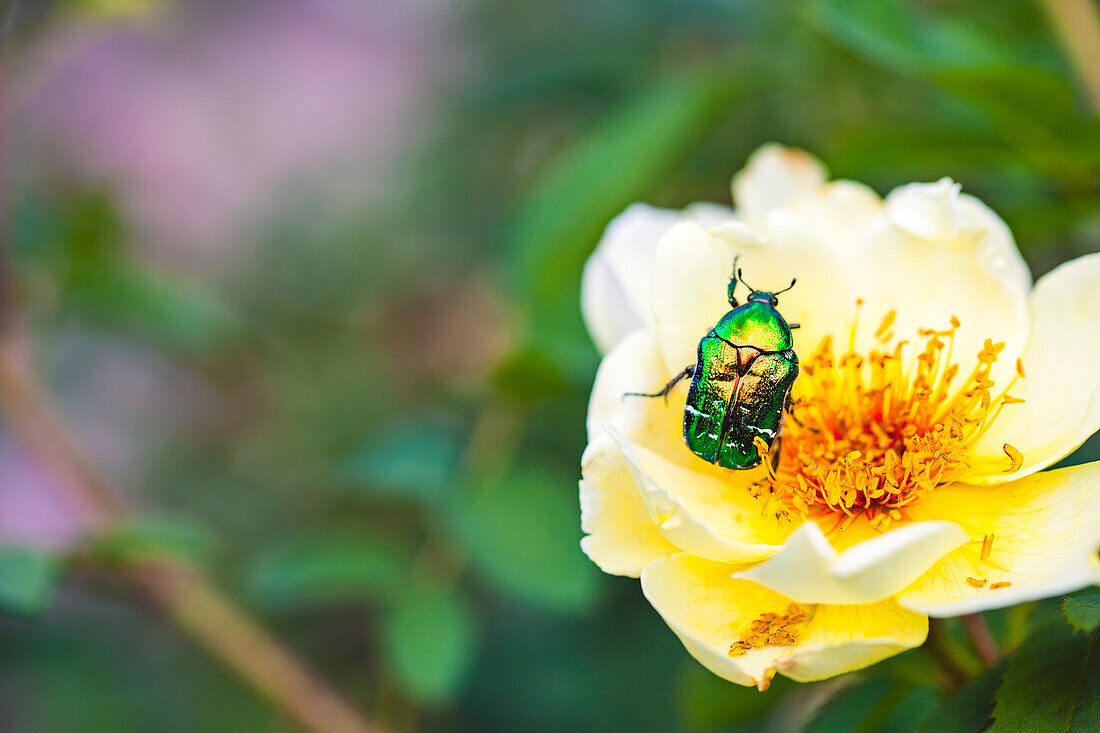 Shiny beetle on flower