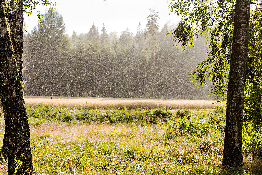 Summer rain