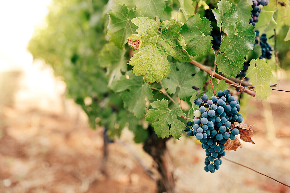 Red grapes