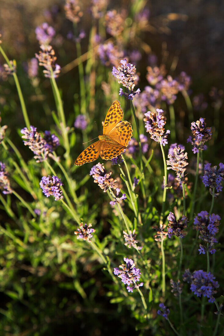 Butterfly on lavender flowers