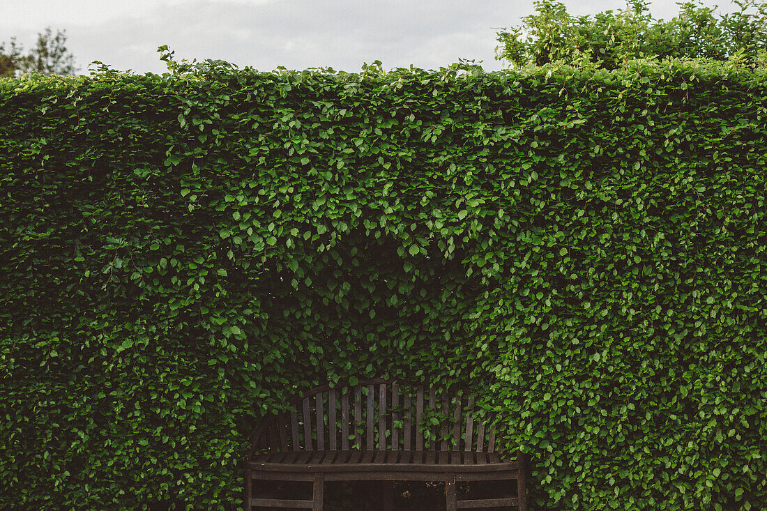 Wooden bench surrounded by creeper plant