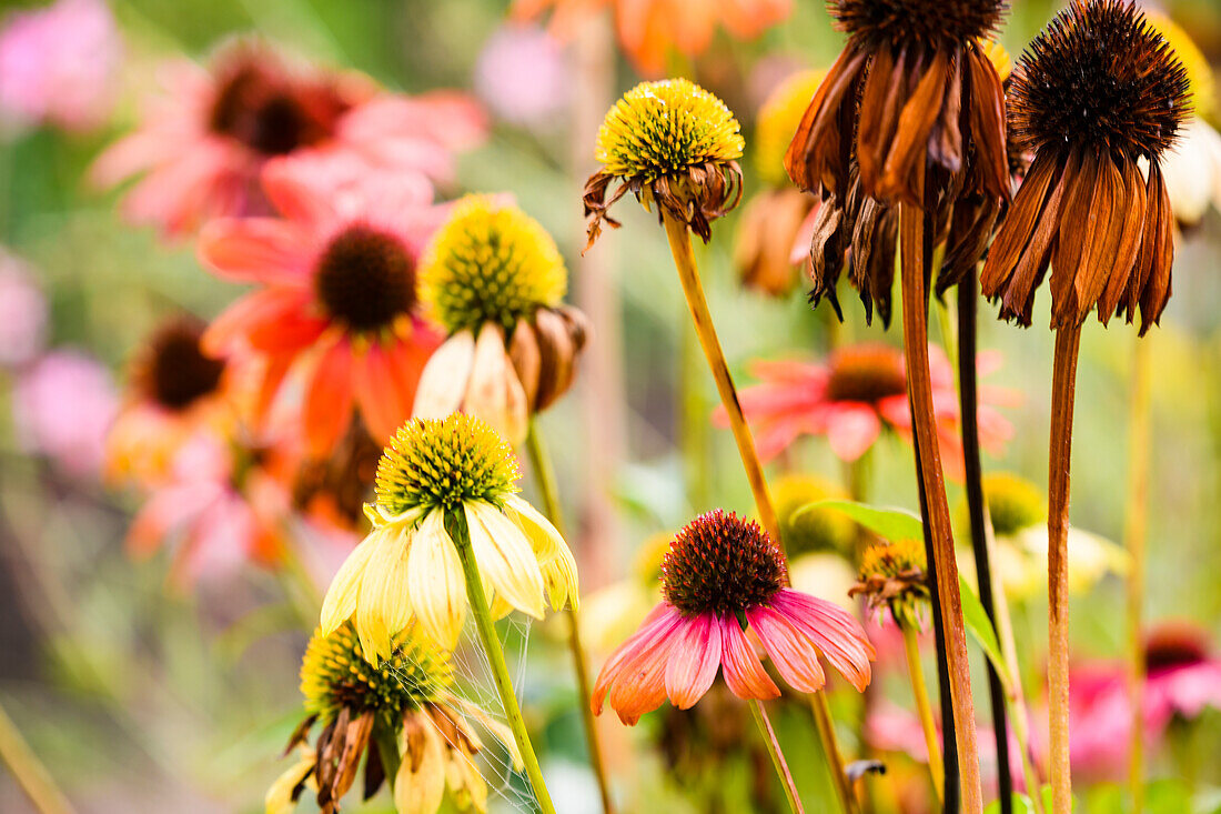 Wildblumen auf einer Wiese