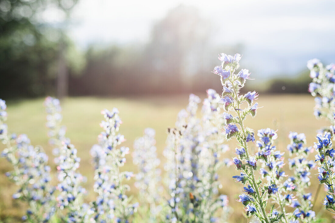 Wildblumen auf einer Wiese