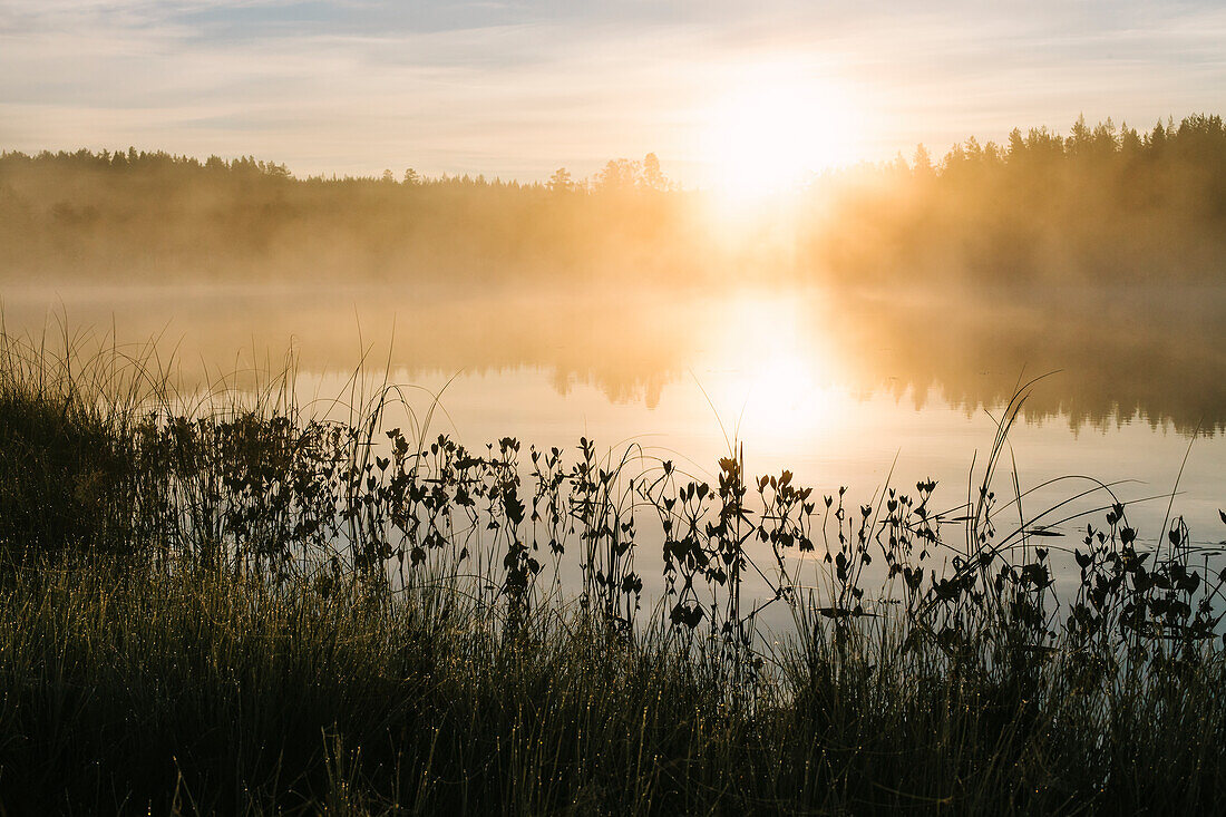 Fog over lake