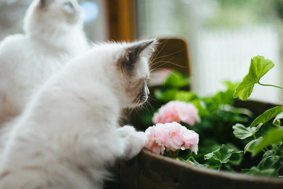 Kätzchen mit Blume