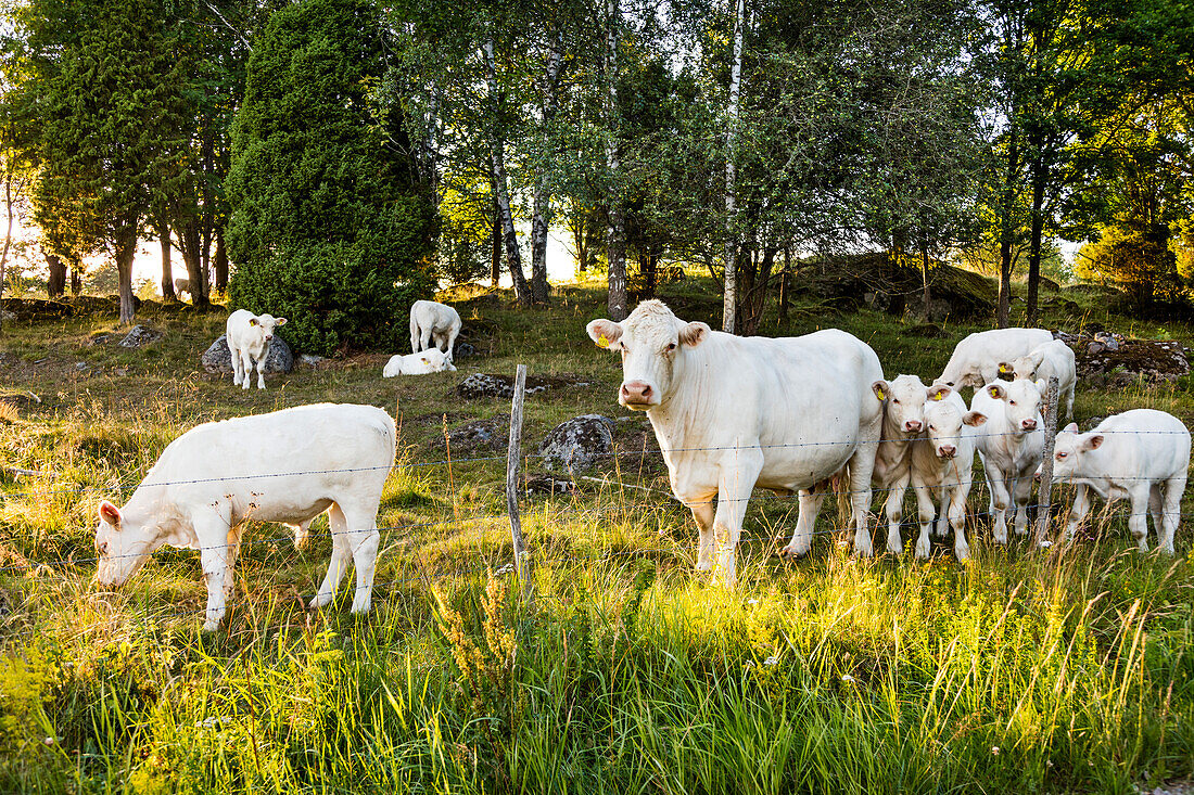 Cows grazing