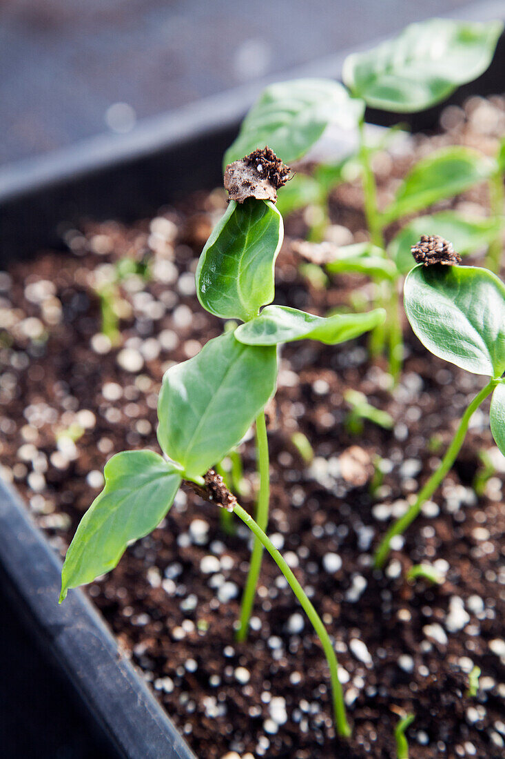 Seedlings