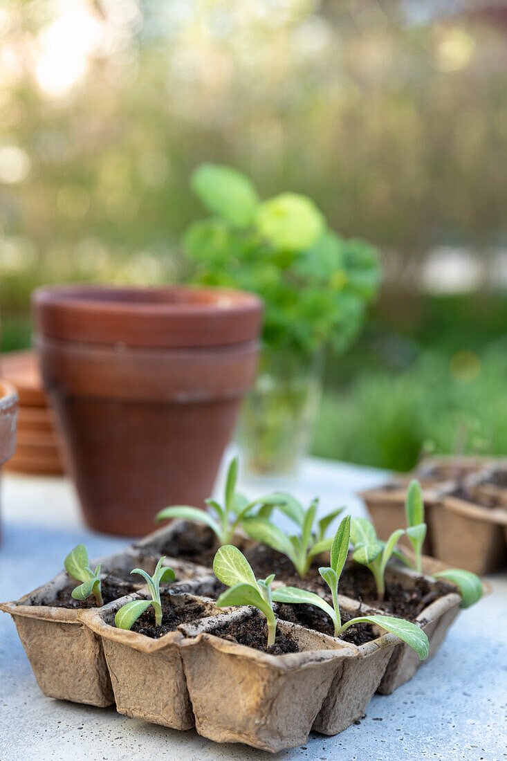 Seedlings in box