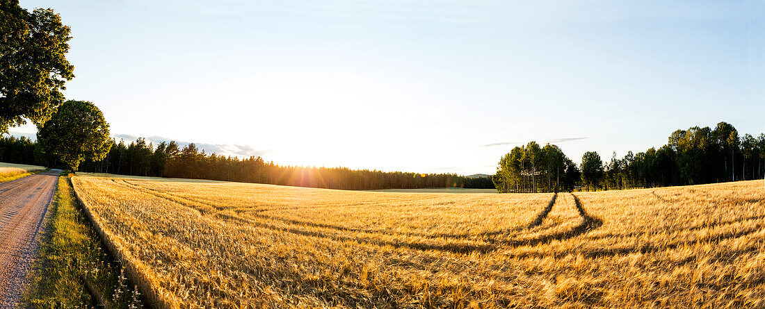 Blick auf ein Gerstenfeld an einem sonnigen Tag