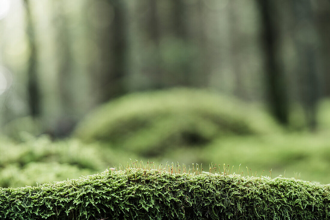 Moss on log in forest