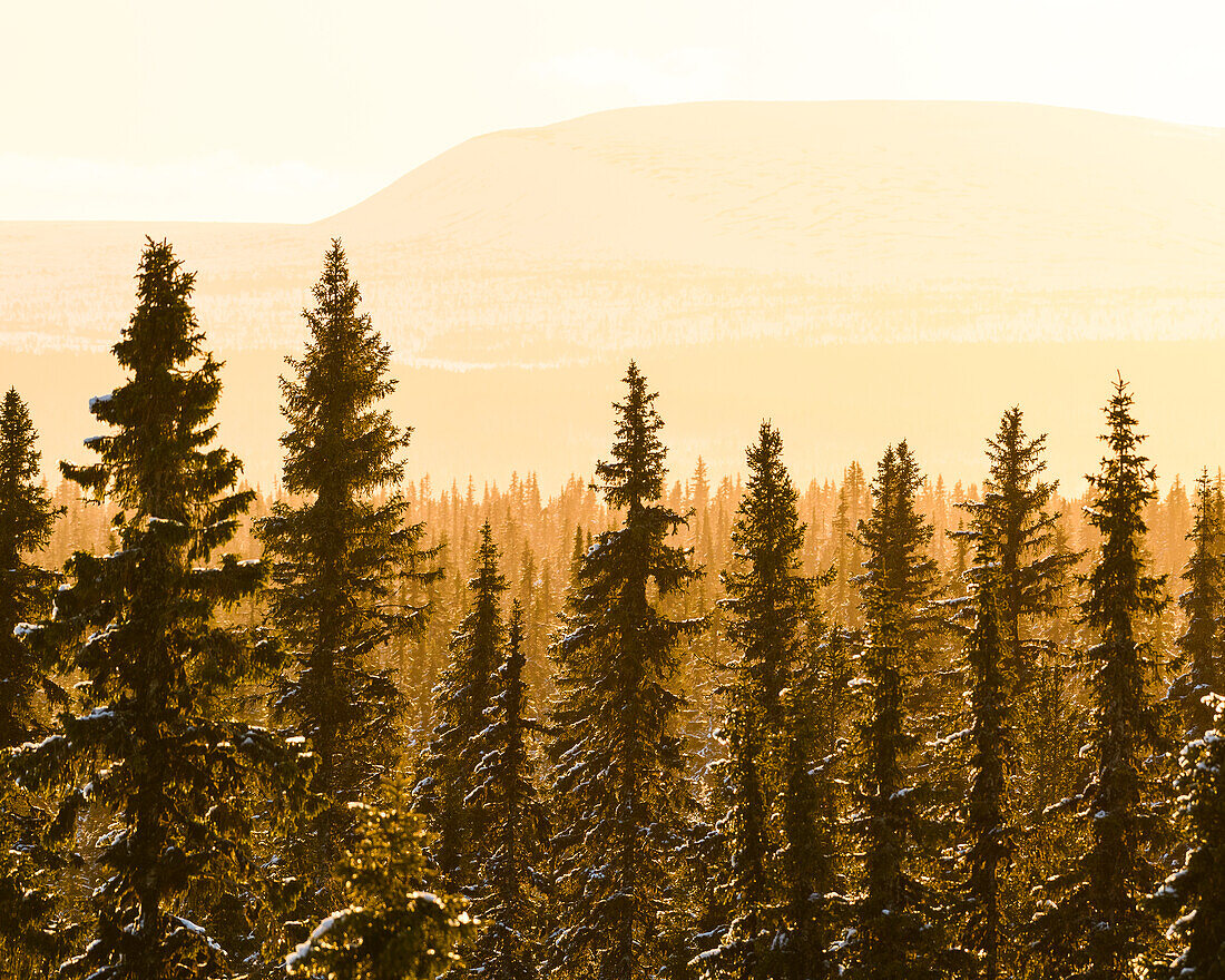 Forest in winter at sunset