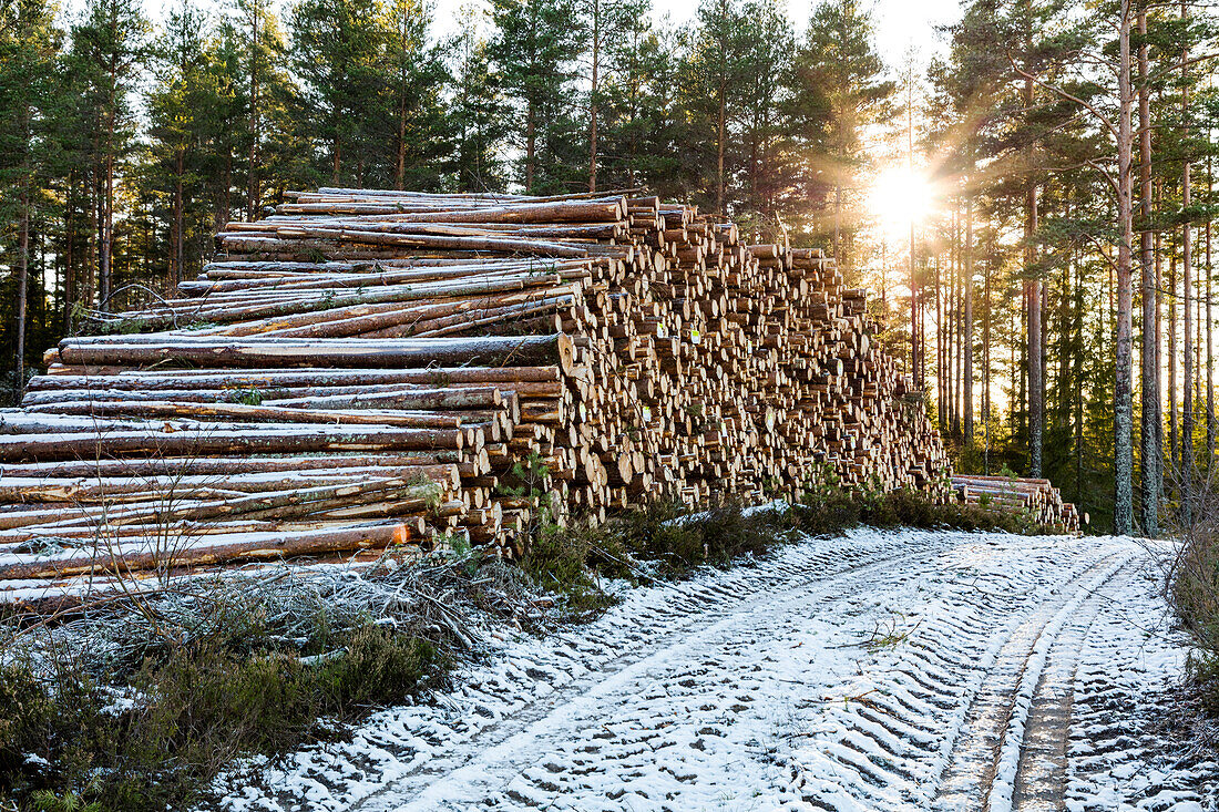 Baumstämme im Wald