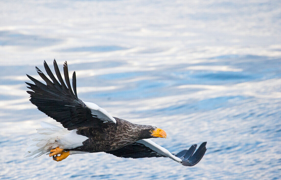 Bird of prey flying