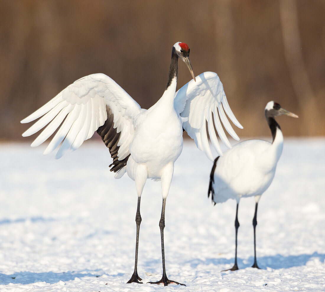 Red crown cranes on snow