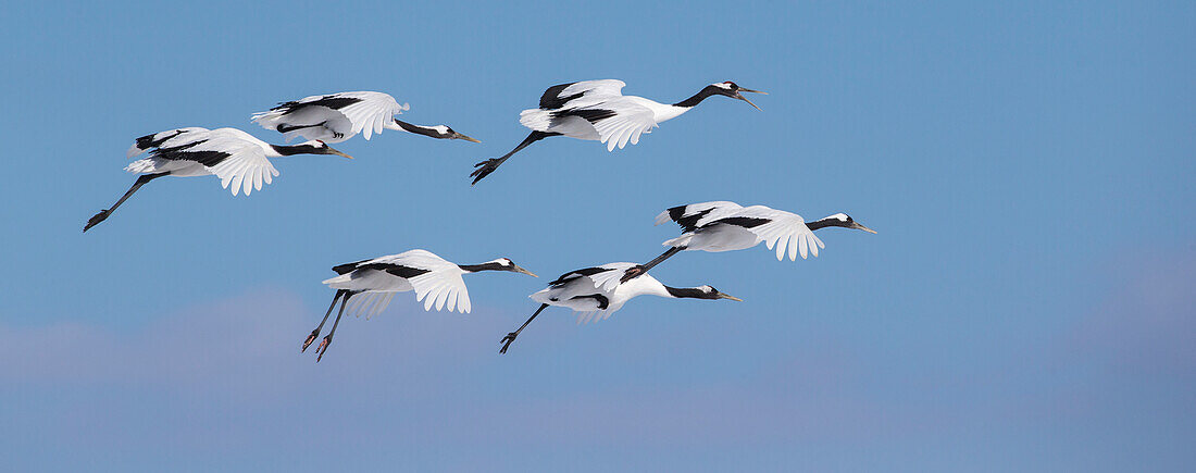 Tundra swans flying