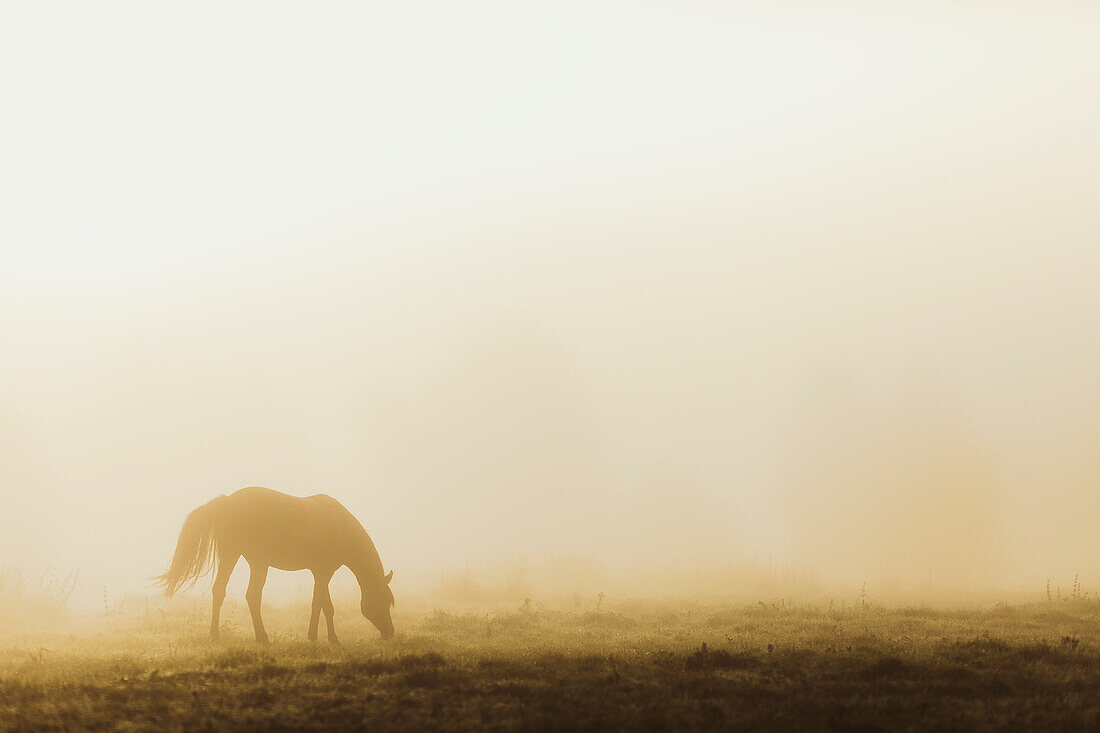 Pferd auf nebliger Wiese