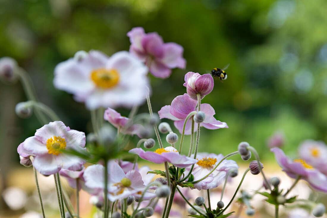 Hummel auf Blume