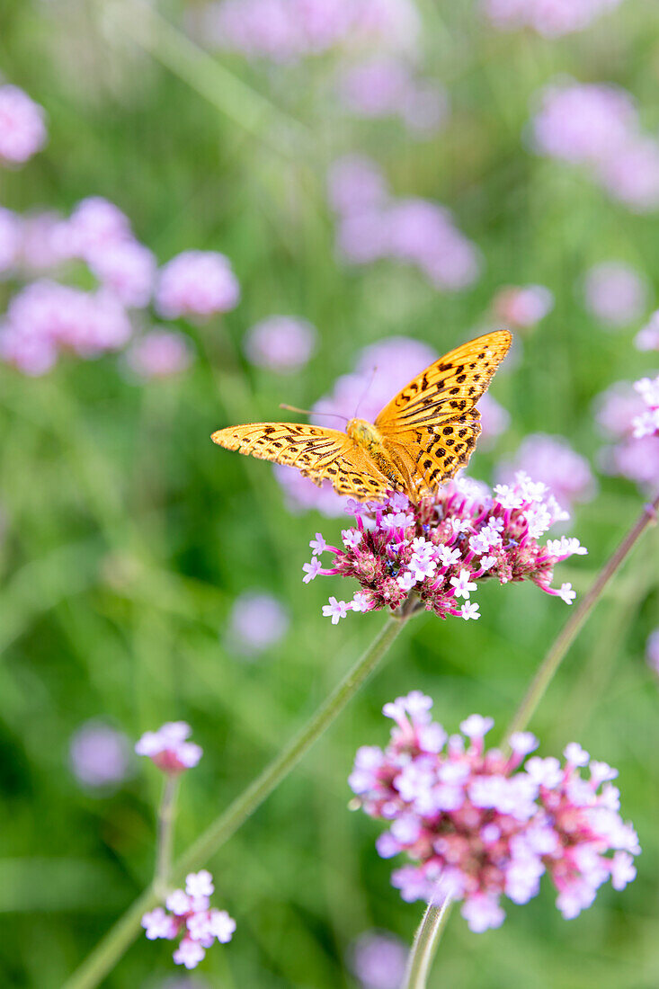 Butterfly on flower