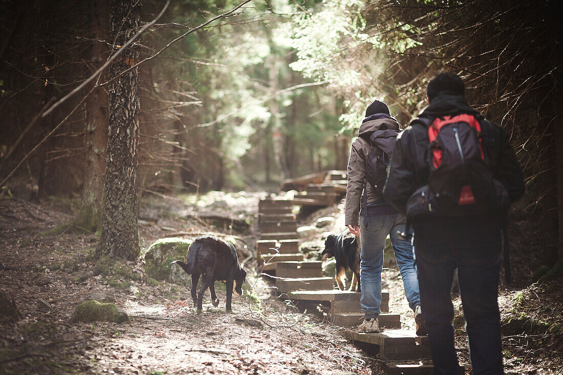 People walking through forest with dogs