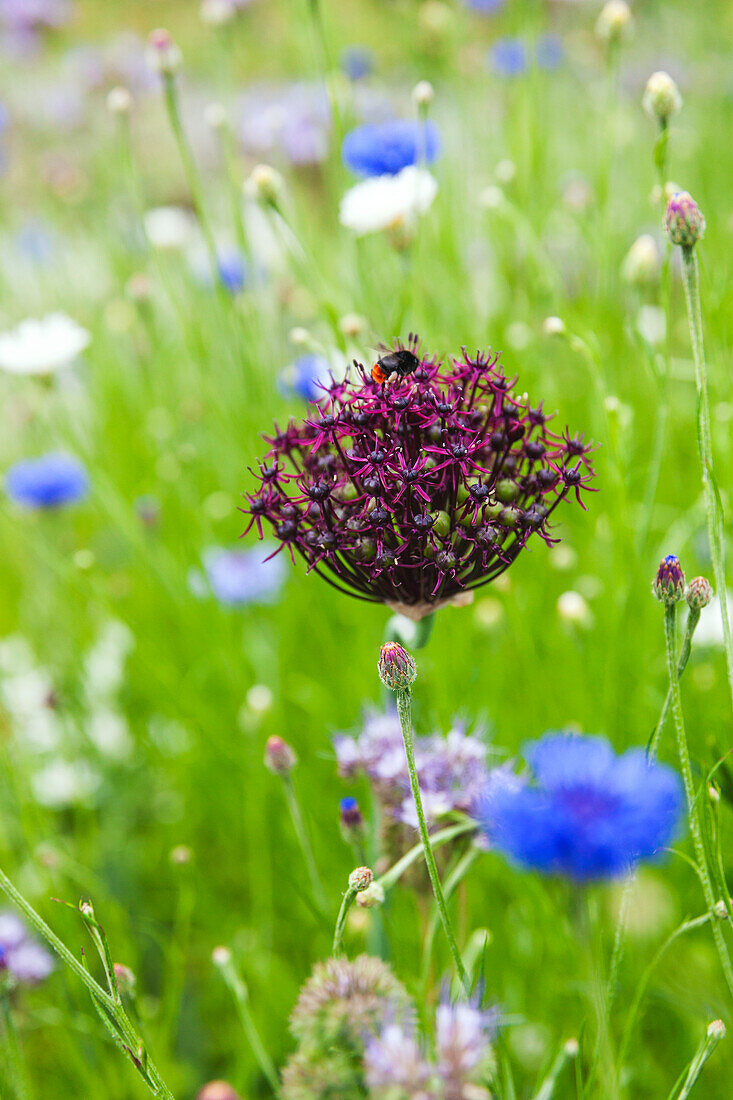 Wildblumen in der Wiese