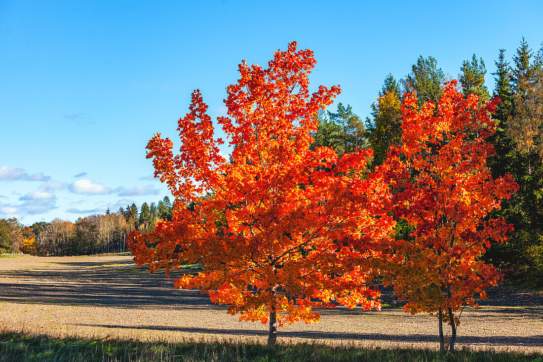 Two colorful autumn trees