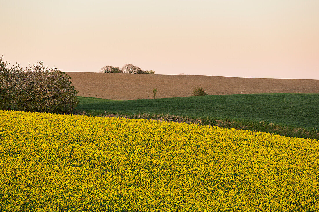 Yellow fields of rapeseed