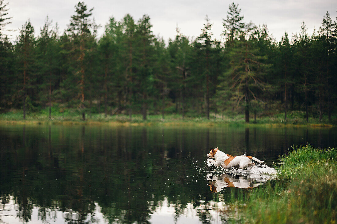 Dog running into lake