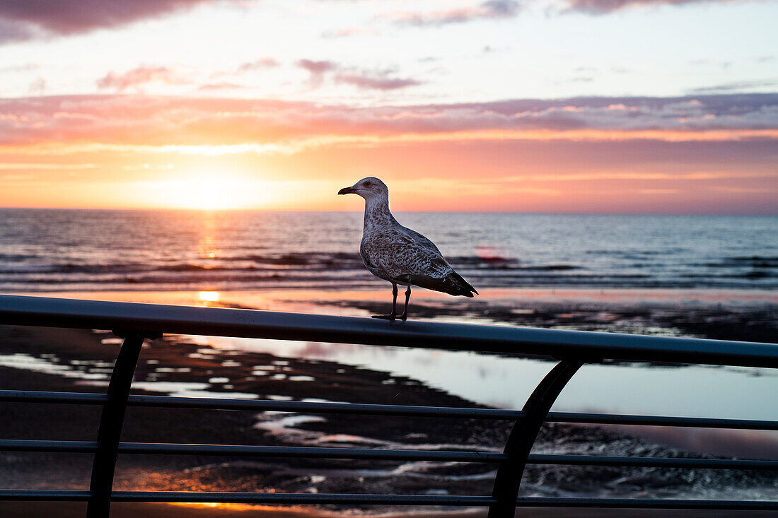 Seagull at sea