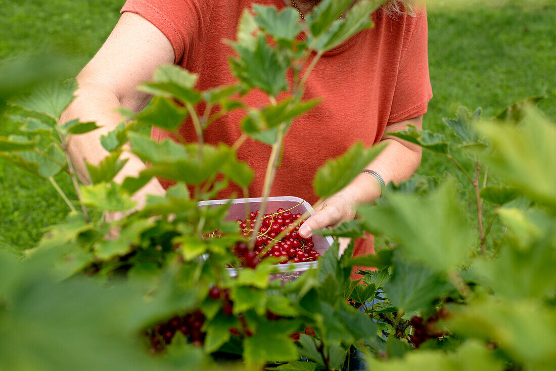 Frau pflückt rote Johannisbeeren