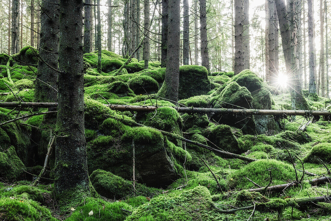 Moss in forest