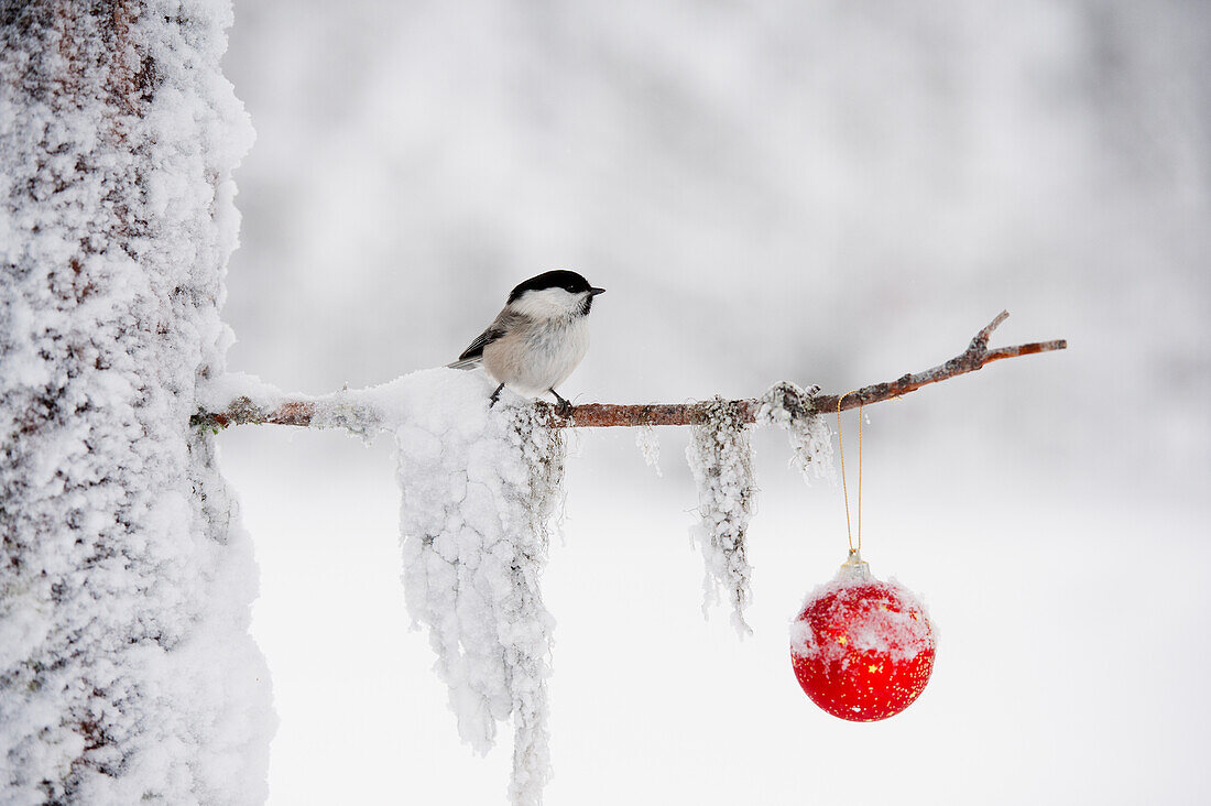 Vogel auf Zweig mit Christbaumkugel