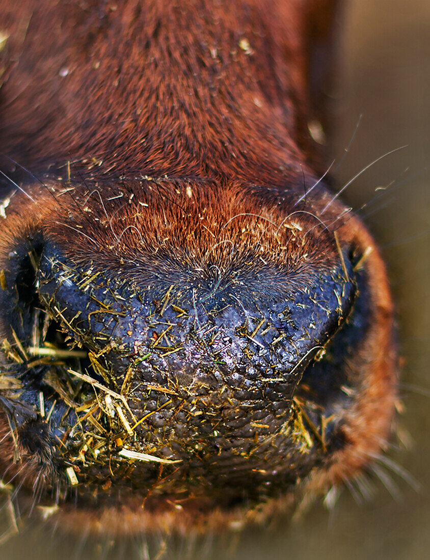 Close-up of cow nose