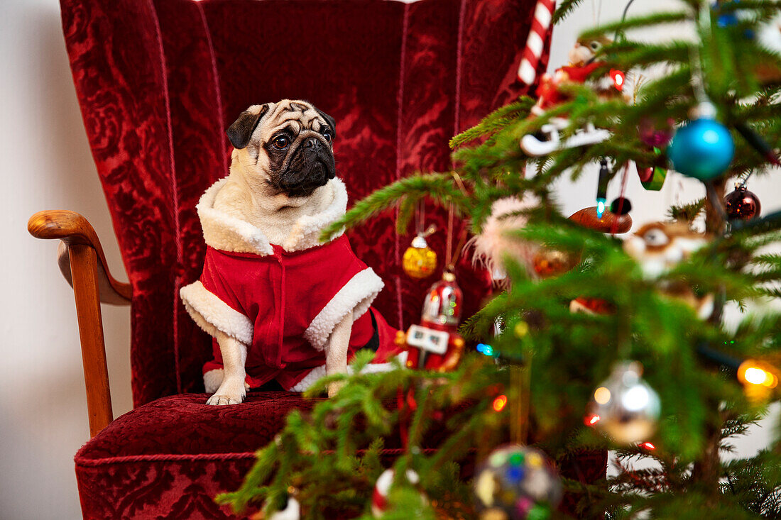 Mops im Weihnachtsmannkostüm