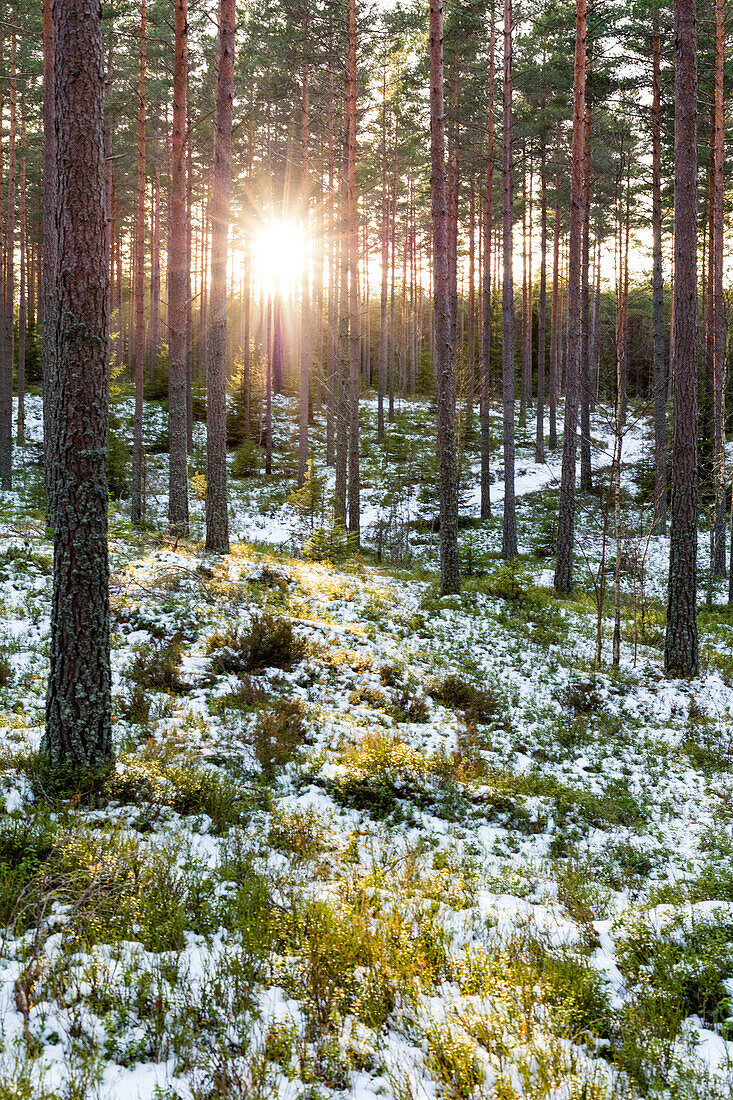 Winter forest