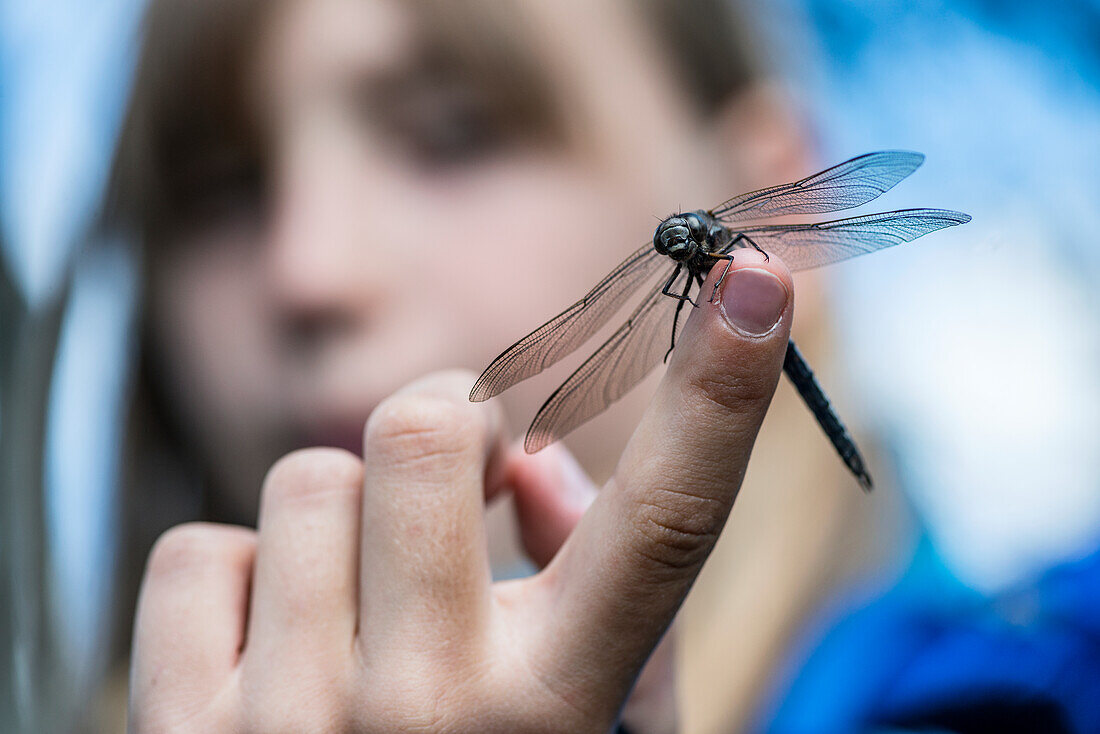 Dragonfly on girls hand