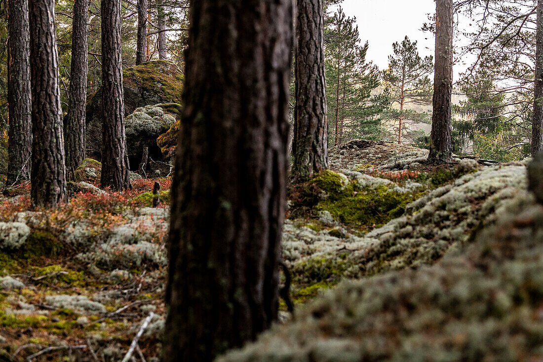 View of forest