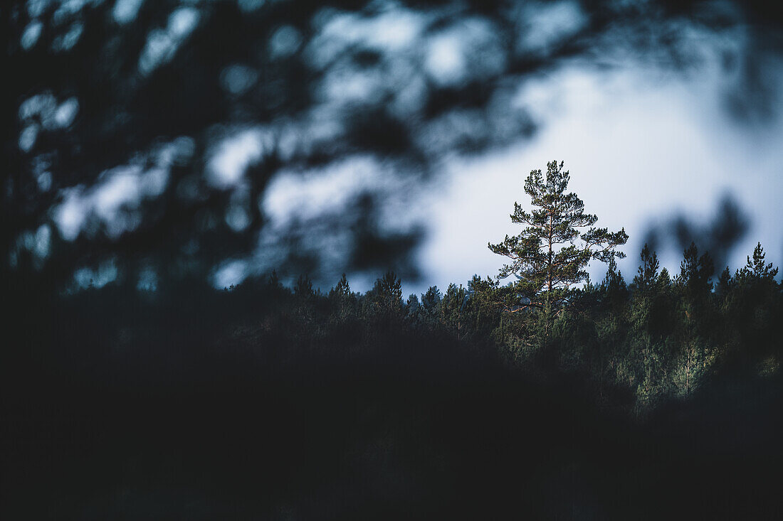 Tall tree in forest