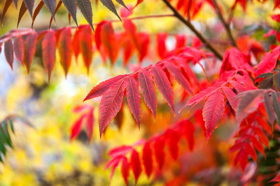 Red leaves