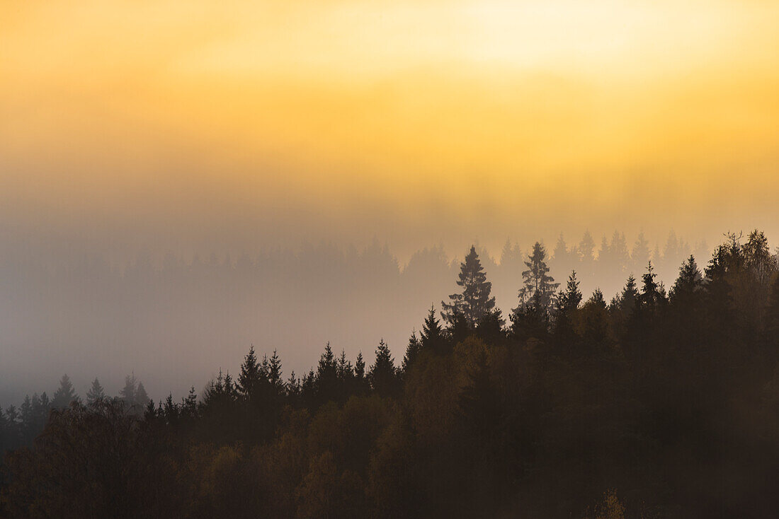 Forest at sunrise