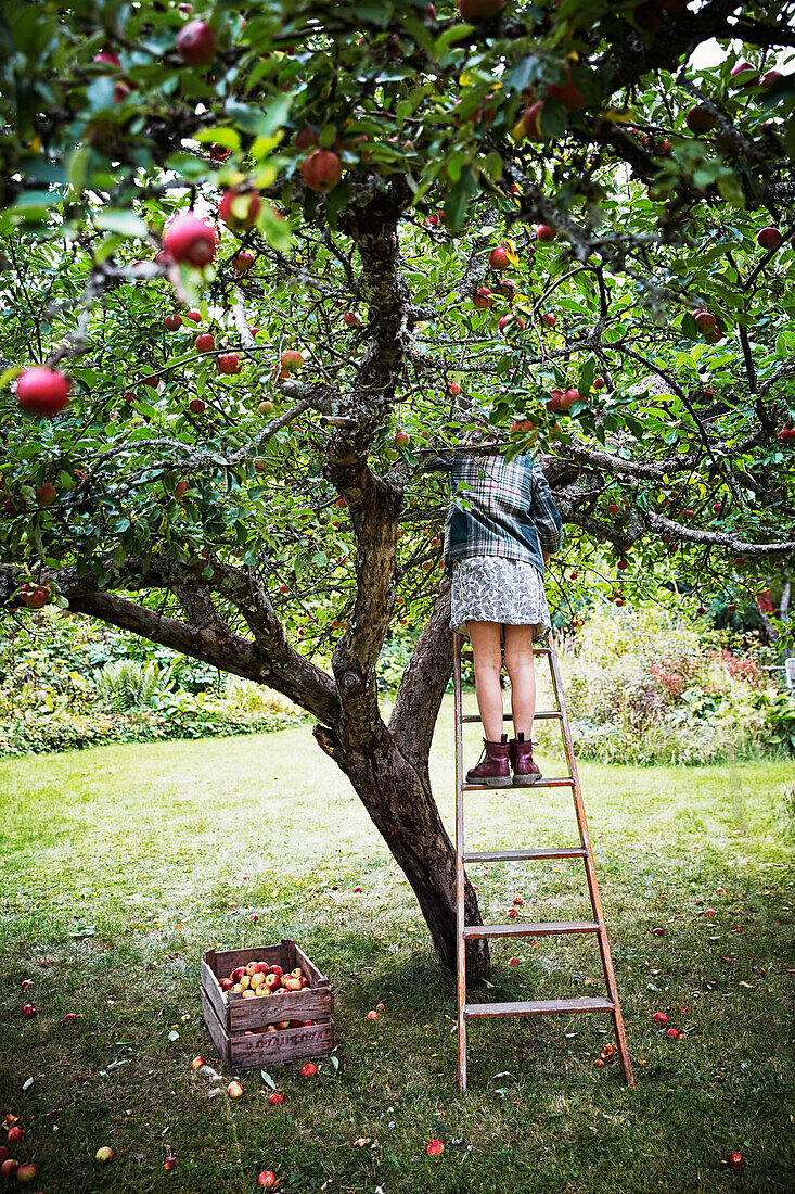 Girl picking apples