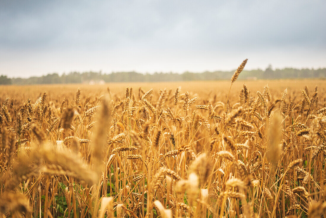 Wheat field