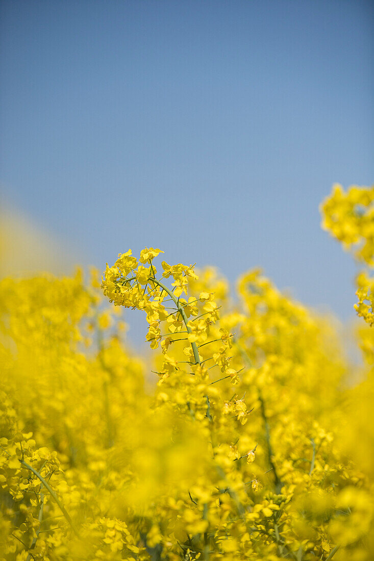 Blooming rapeseed