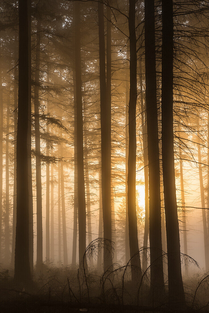 Fog in forest at sunrise