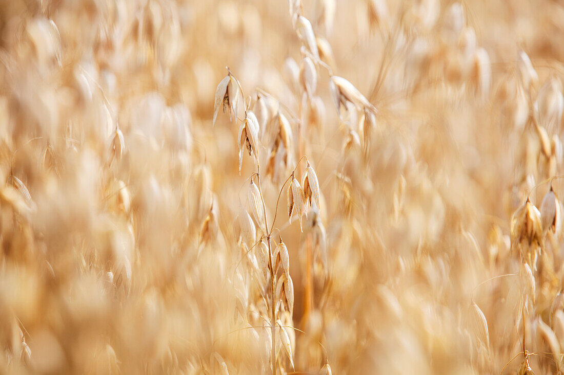 Oats field