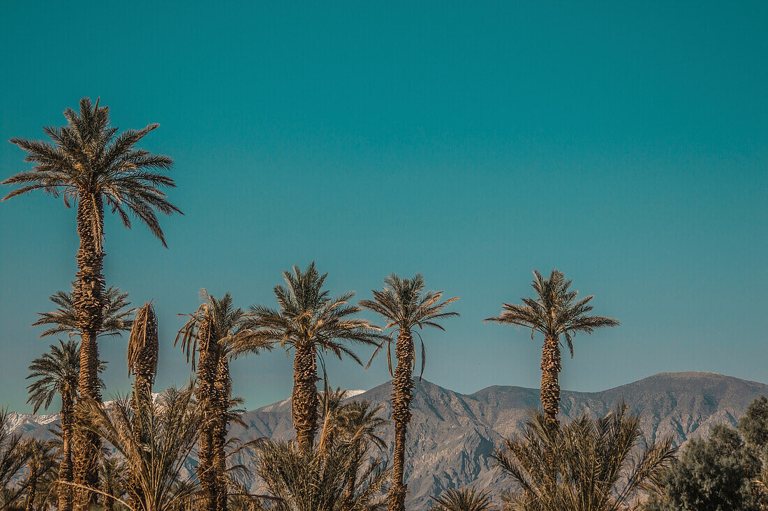 Palm trees with mountains on background