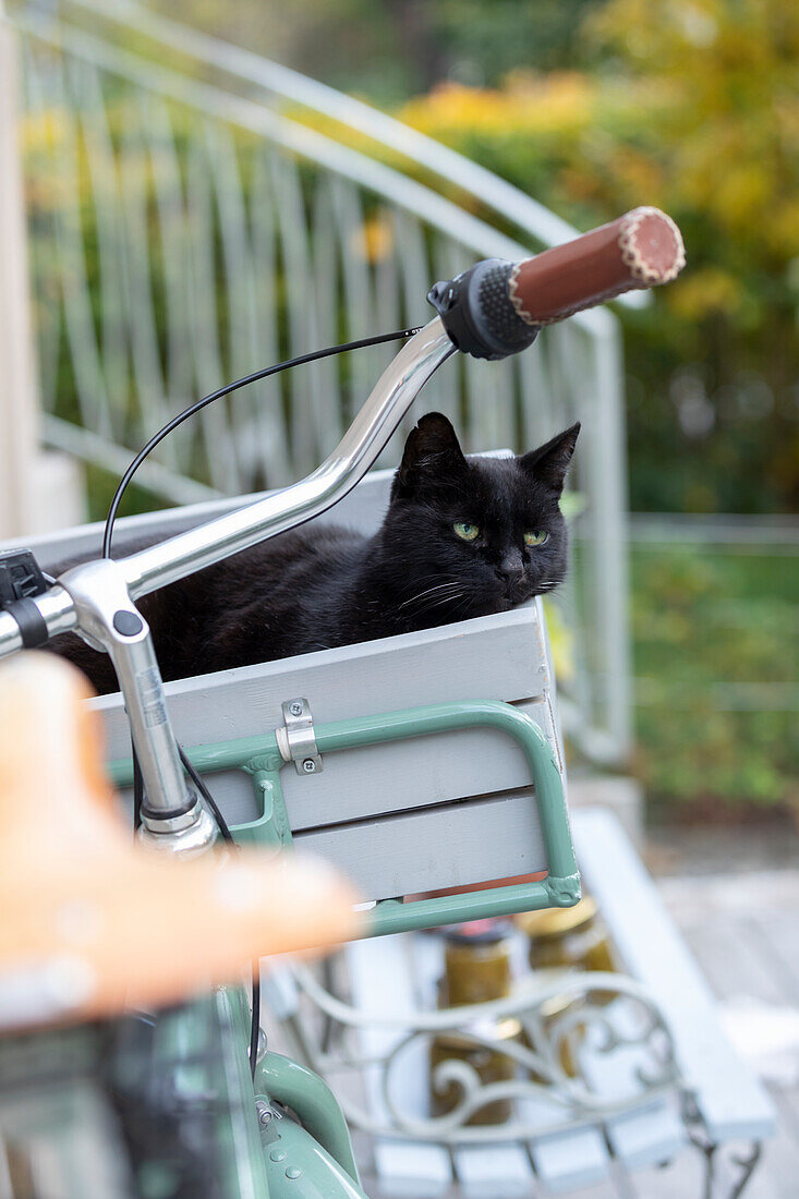 Katze im Fahrradkorb