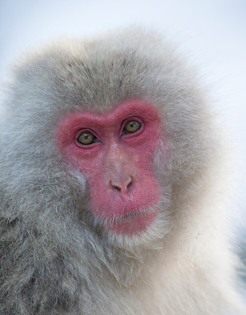 Japanese Macaque, portrait