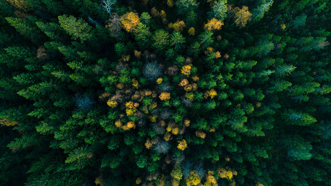 Luftaufnahme eines Herbstwaldes