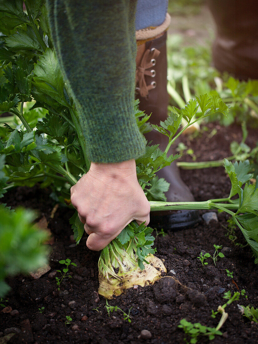 Woman pulling celeriac up